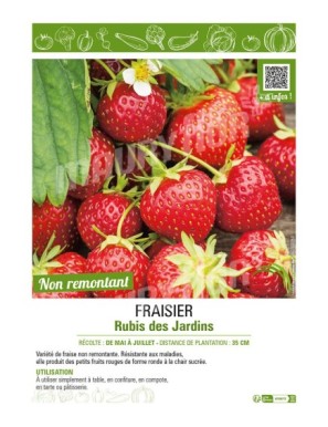 FRAISIER RUBIS DES JARDINS