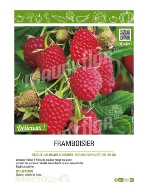 FRAMBOISIER