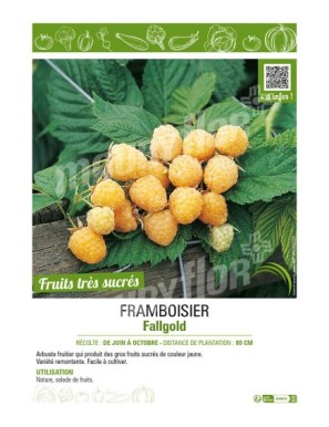 FRAMBOISIER FALLGOLD