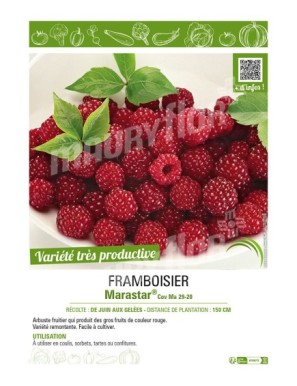 FRAMBOISIER MARASTAR