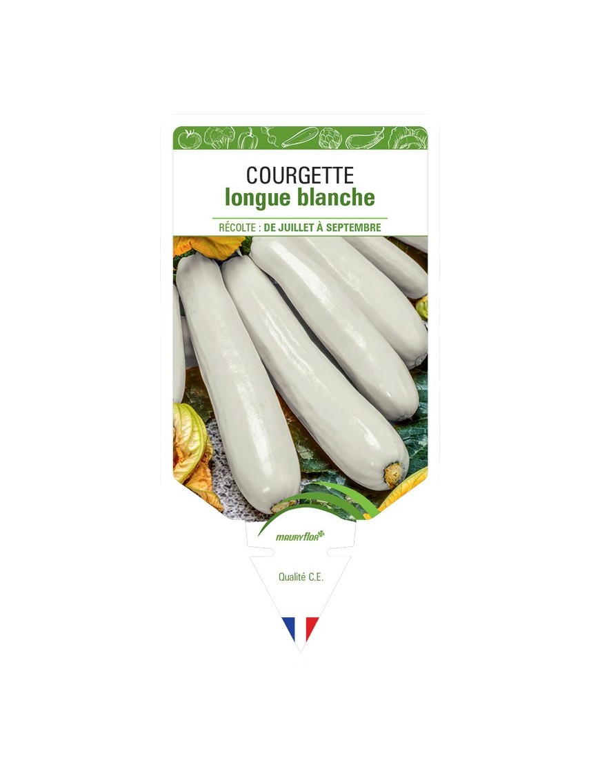 COURGETTE LONGUE BLANCHE