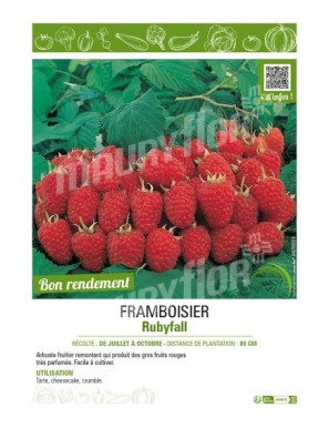 FRAMBOISIER RUBYFALL