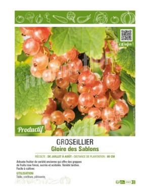 GROSEILLIER (À GRAPPES) GLOIRE DES SABLONS