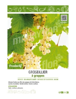 GROSEILLIER À GRAPPES (blanc)