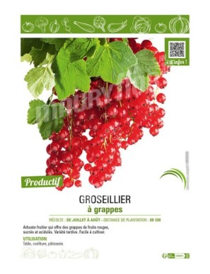 GROSEILLIER À GRAPPES (rouge)