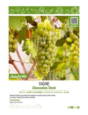 VIGNE CHASSELAS DORÉ