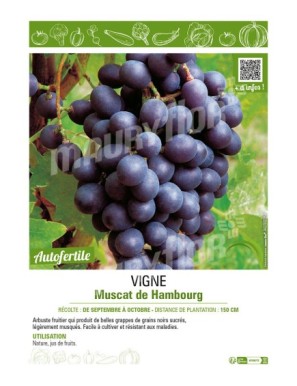 VIGNE MUSCAT DE HAMBOURG