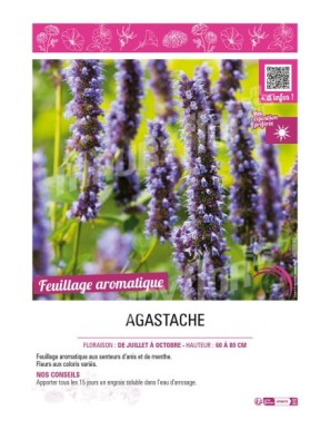 AGASTACHE