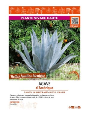 AGAVE D'AMÉRIQUE