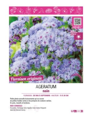 AGERATUM NAIN