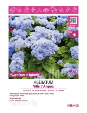 AGERATUM VILLE D'ANGERS