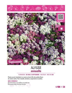 ALYSSE ANNUELLE