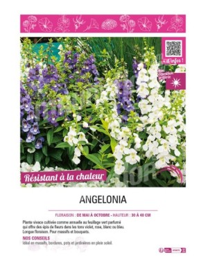 ANGELONIA