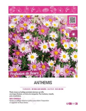 ANTHEMIS