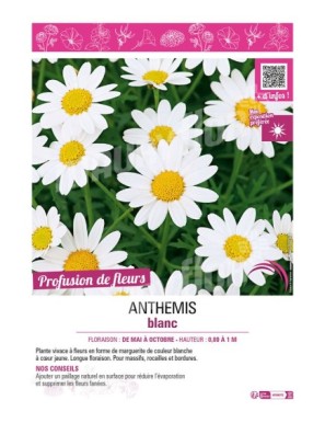 ANTHEMIS BLANC