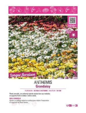 ANTHEMIS GRANDAISY