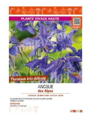 (AQUILEGIA ALPINA) ANCOLIE DES ALPES