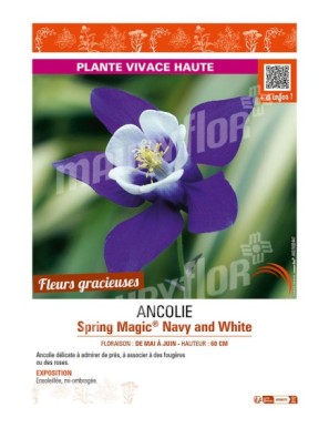 (AQUILEGIA) ANCOLIE SPRING MAGIC NAVY AND WHITE