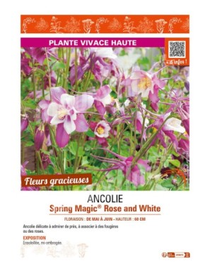 (AQUILEGIA) ANCOLIE SPRING MAGIC ROSE AND WHITE