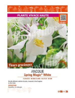 (AQUILEGIA) ANCOLIE SPRING MAGIC WHITE