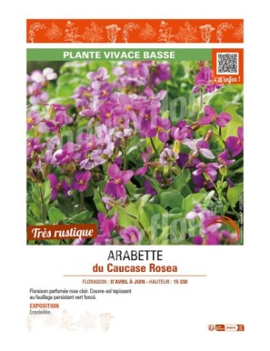 (ARABIS CAUCASICA) ARABETTE DU CAUCASE ROSEA