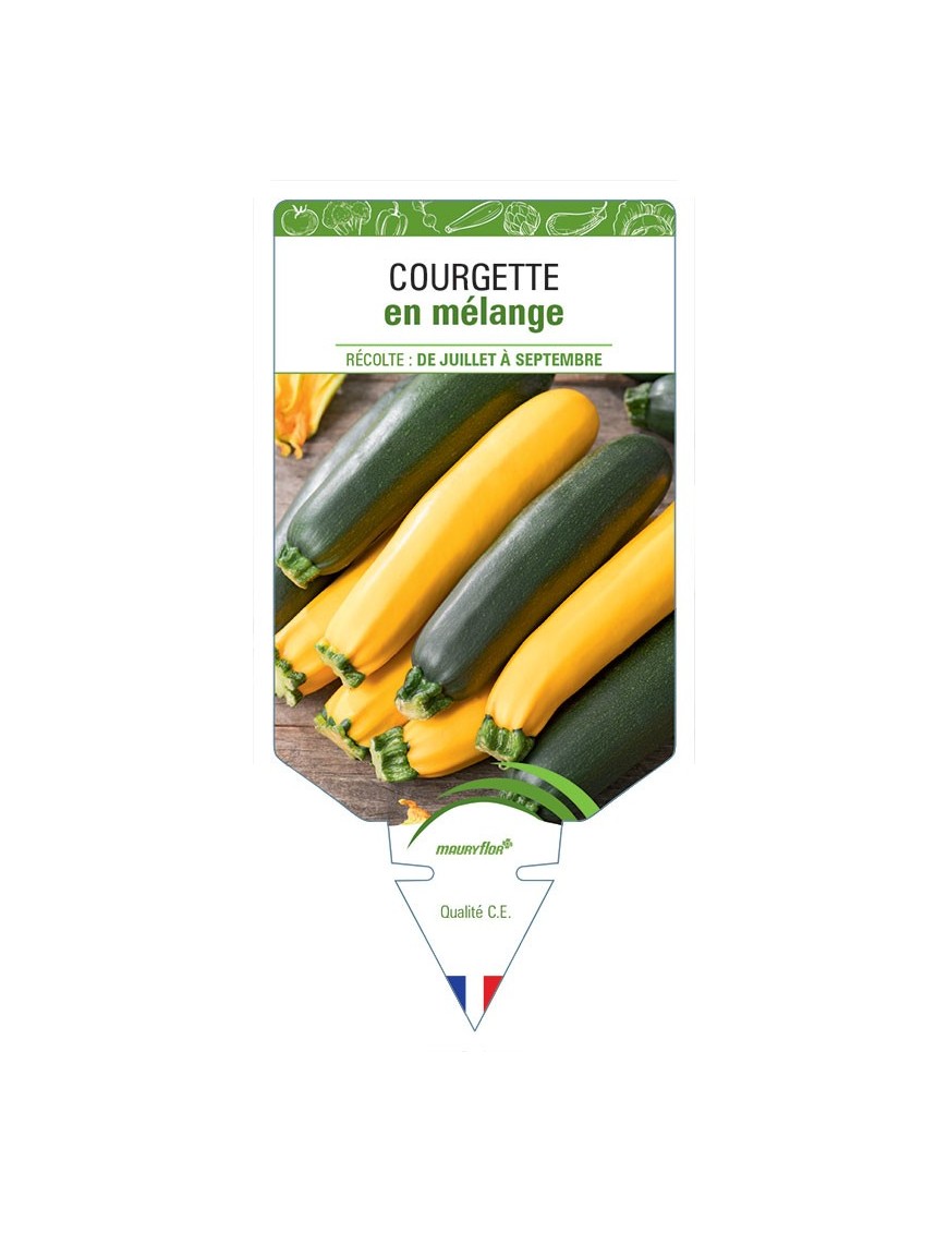 COURGETTE EN MÉLANGE