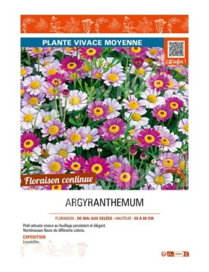 ARGYRANTHEMUM