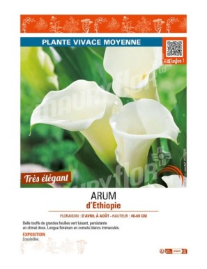 ARUM D'ÉTHIOPIE