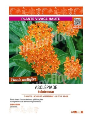 (ASCLEPIAS TUBEROSA) ASCLÉPIADE TUBÉREUSE