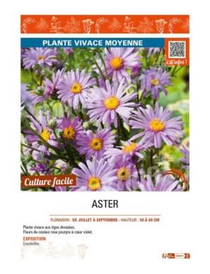 ASTER (AMELLUS)