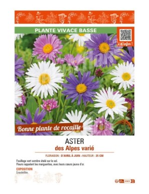 ASTER DES ALPES VARIÉ (ALPINUS)