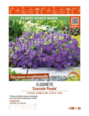 AUBRIÈTE CASCADE PURPLE