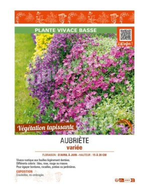 AUBRIÈTE VARIE