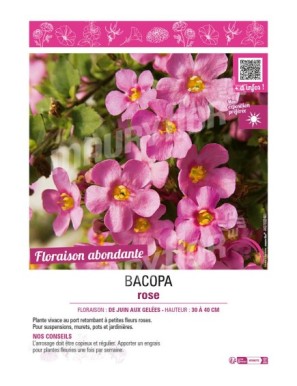 BACOPA ROSE