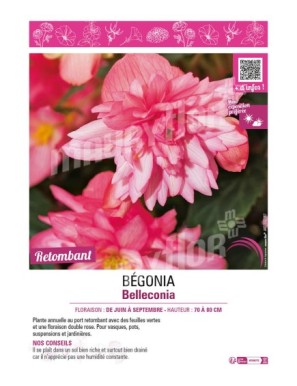 BÉGONIA BELLECONIA