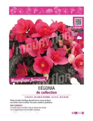 BÉGONIA DE COLLECTION