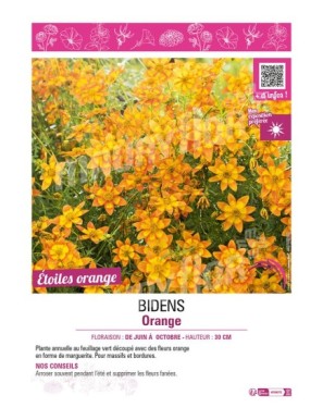 BIDENS ORANGE