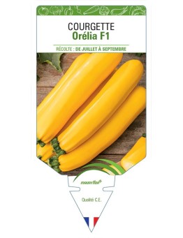 COURGETTE ORÉLIA F1