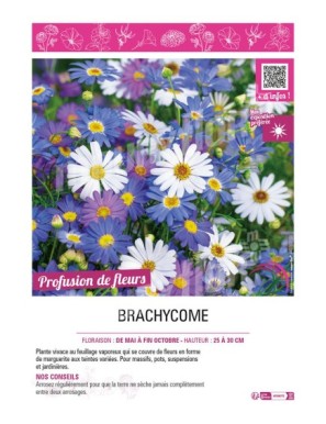 BRACHYCOME