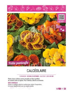 CALCÉOLAIRE