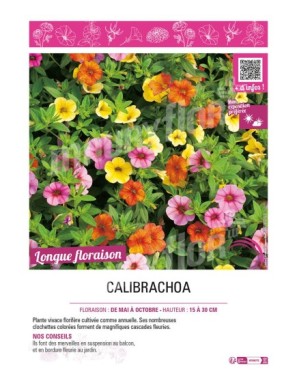 CALIBRACHOA