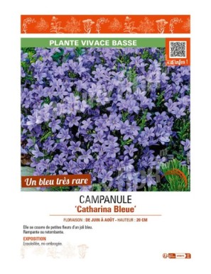 CAMPANULE CATHARINA BLEUE