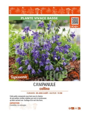 CAMPANULE COLLINA