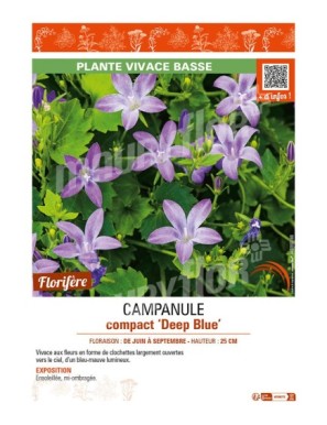 CAMPANULE COMPACT DEEP BLUE