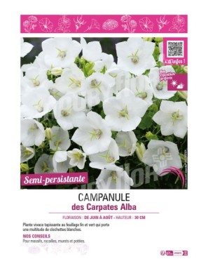 CAMPANULE DES CARPATES ALBA