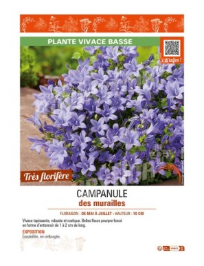 CAMPANULE DES MURAILLES