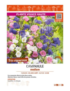 CAMPANULE MEDIUM (variée)