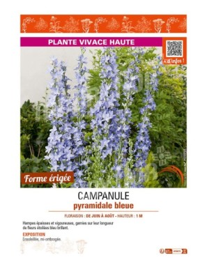 CAMPANULE PYRAMIDALE BLEUE