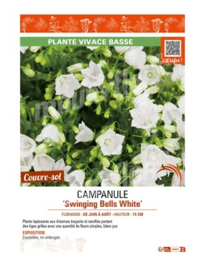 CAMPANULE SWINGING BELLS WHITE