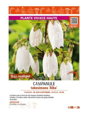 CAMPANULE TAKESIMANA ALBA